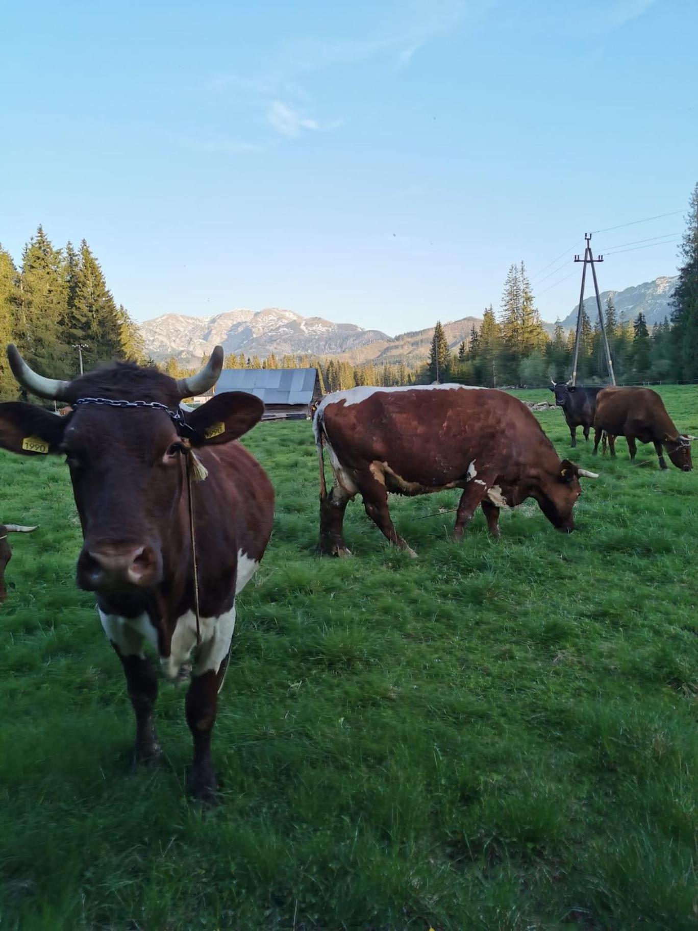 Domek Drewniany Krokus Witów エクステリア 写真
